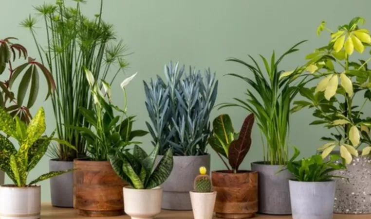 A variety of potted plants sit on a table indoors.