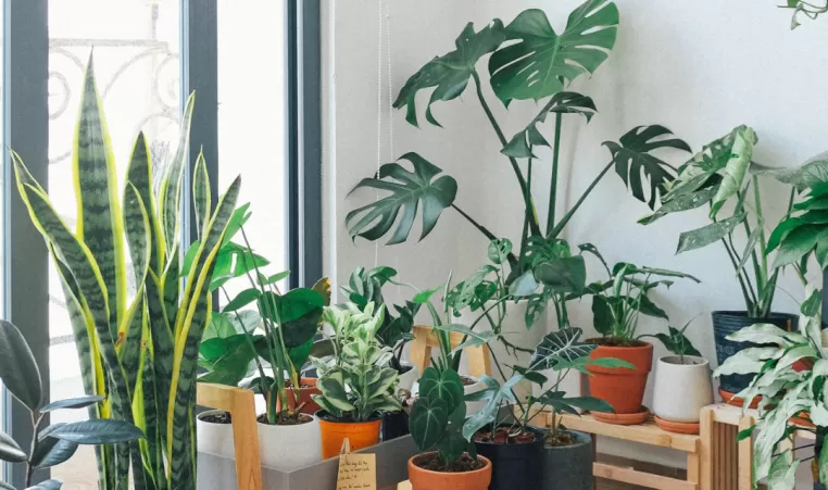 A group of different types of plants indoors. The plants are by a window.