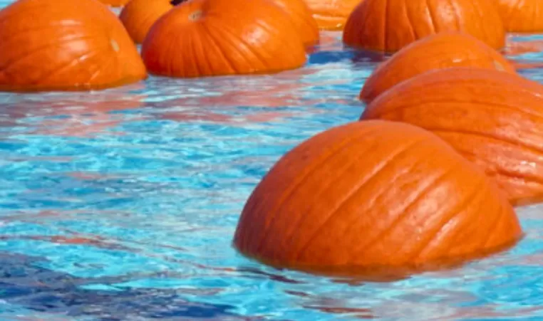 Multiple pumpkins float around in a swimming pool.