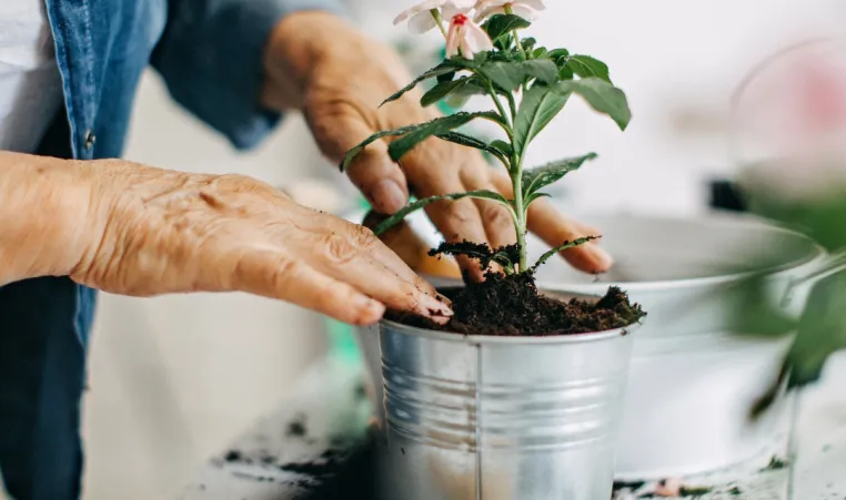 Two hands plant a flower in a pot.